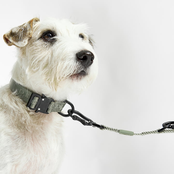 Modena Dog collar and lead from MiaCara