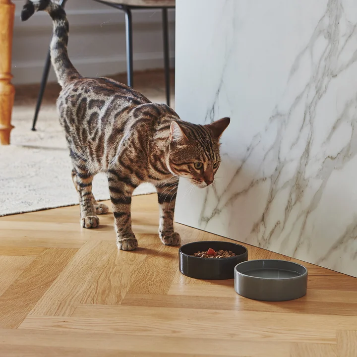 Scodella cat bowl from MiaCara