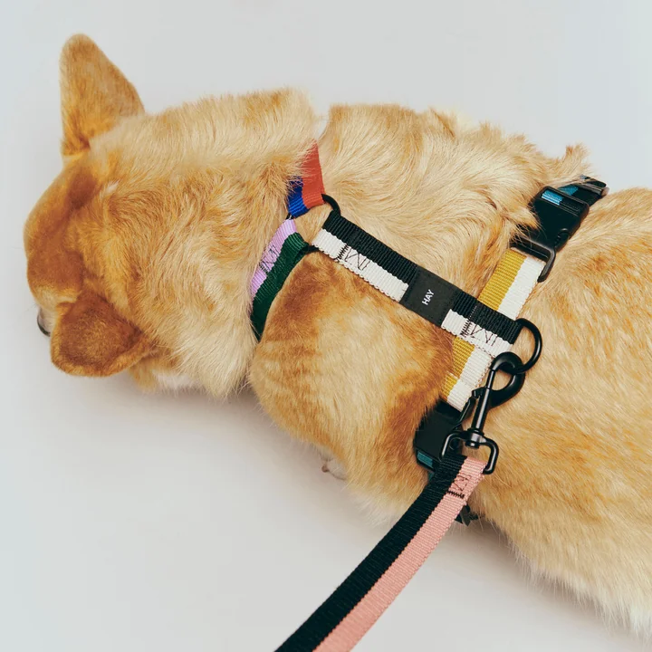 HAY - Dogs Dog harness, M, multi