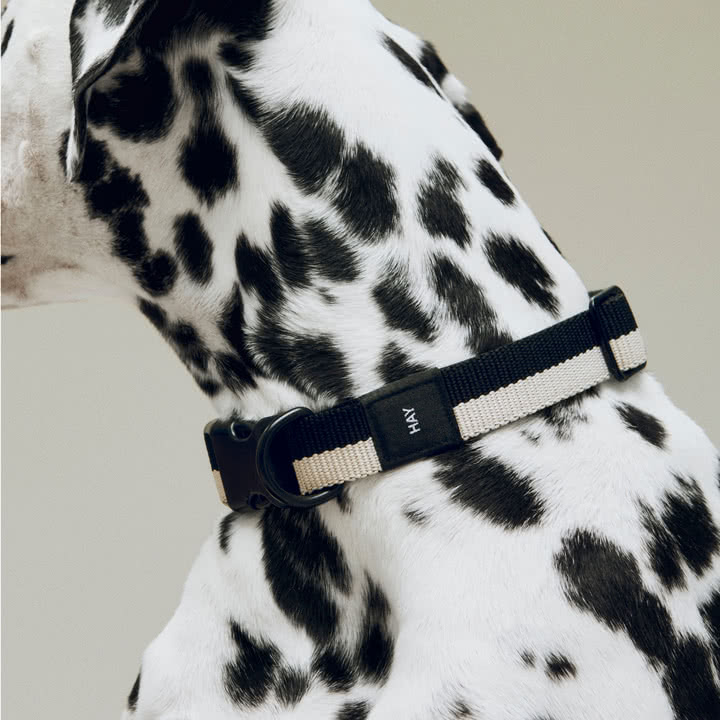 HAY - Dogs Dog collar, M/L, black / white