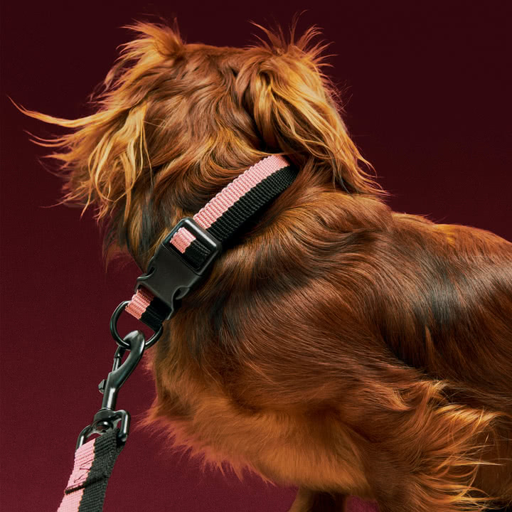 HAY - Dogs Dog collar, S/M, pink / black