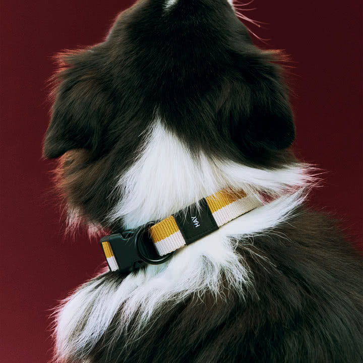 HAY - Dogs Dog collar, S/M, off-white / ochre