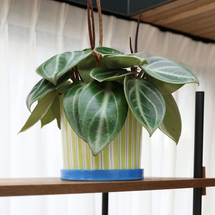 & klevering - Ray Flower pot with saucer, Ø 16.5 x 16.5 cm, green / blue / white