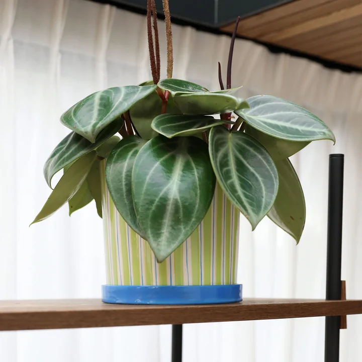 & klevering - Ray Flower pot with saucer, Ø 16.5 x 16.5 cm, green / blue / white