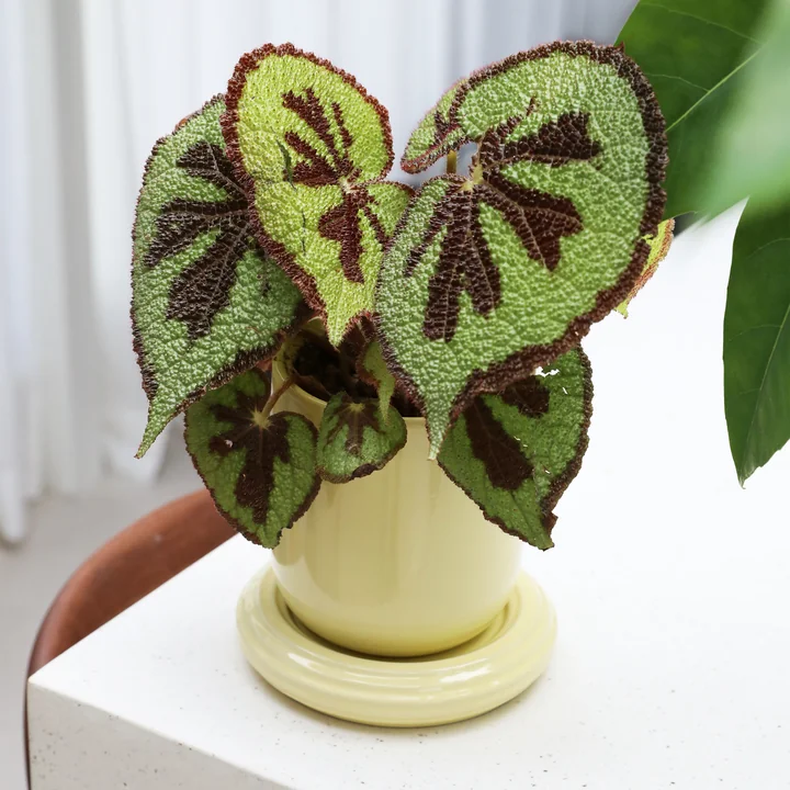 & klevering - Churros Flower pot, Ø 14.5 x 15 cm, butter