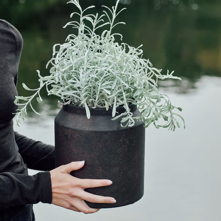 Muubs - Sai pitcher
