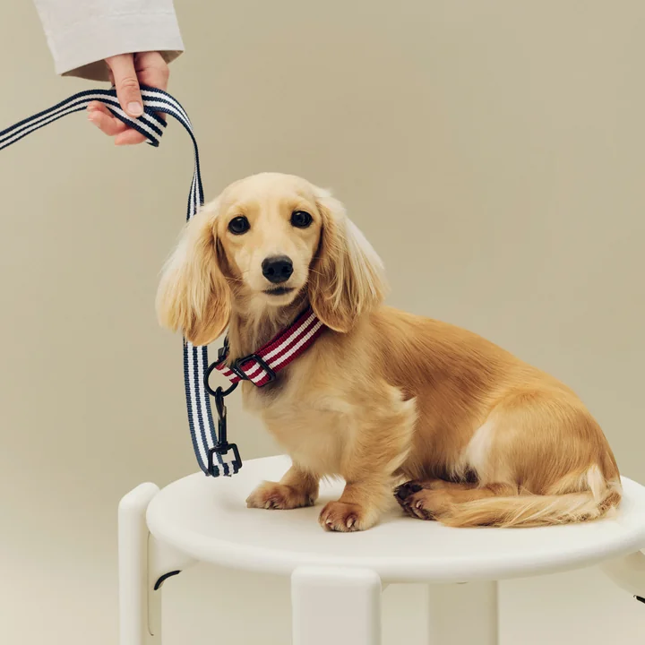 HAY - Dogs Dog lead, S/M, blue / white stripes