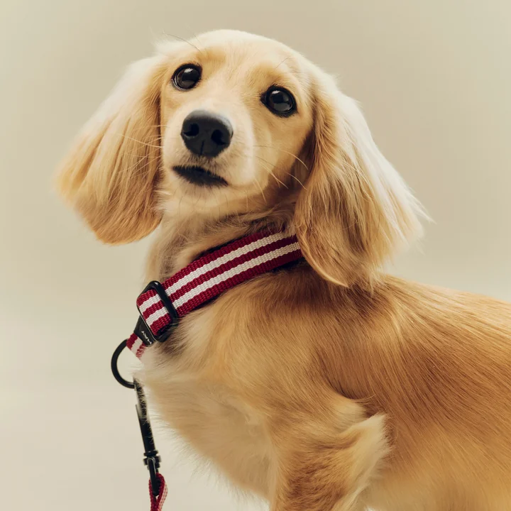 HAY - Dogs Dog collar, S/M, red / white stripes