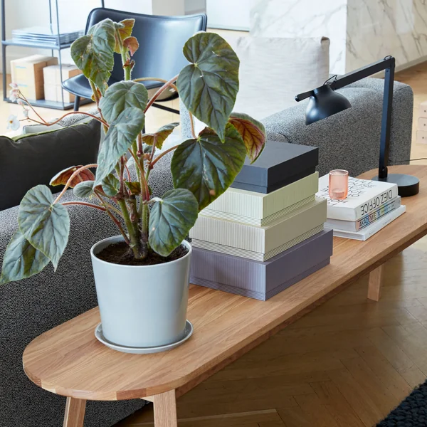 Botanical Family, PC table lamp and box desktop from HAY